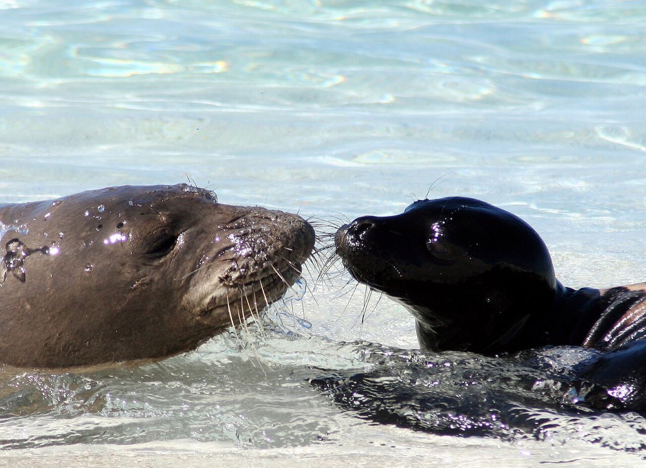 A gray adult monk seal and a smaller black pup touch noses in shallow turquoise water beside a sandy beach.