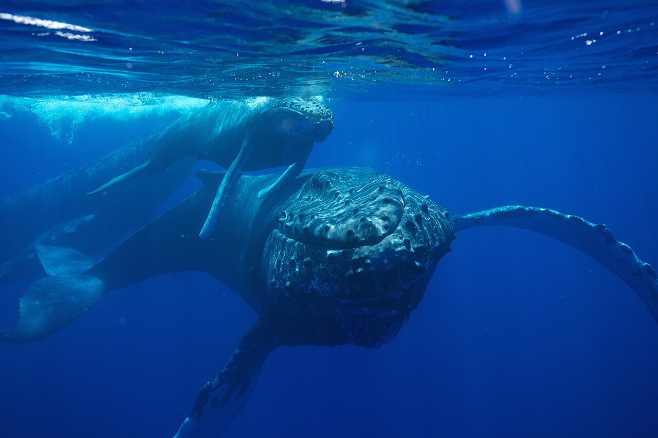 Two humpback whales swim through deep blue water, a large one with a knobby head and long fin in the foreground and a second whale nearer the surface behind it.