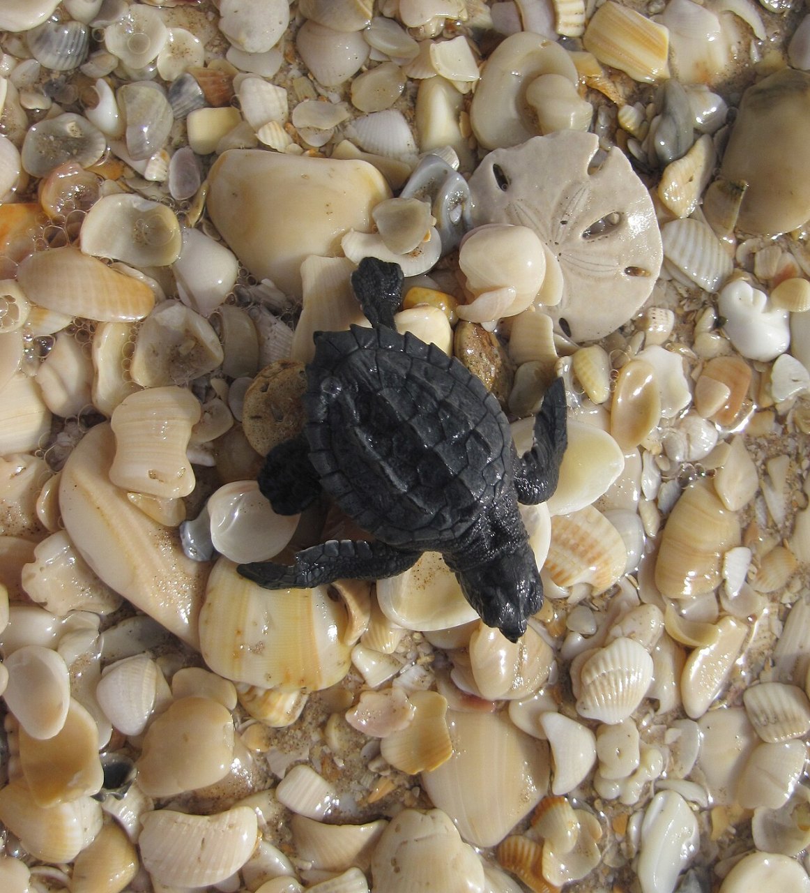 A tiny black sea turtle hatchling crawls across a bed of pale seashells and sand dollar pieces, seen from above.