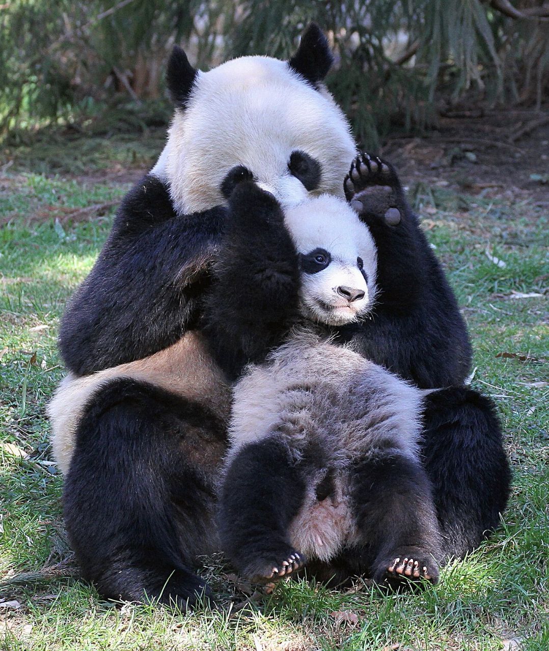 A giant panda cub sits between its mother’s arms on a grassy lawn, looking at the camera with a black paw raised beside its head.