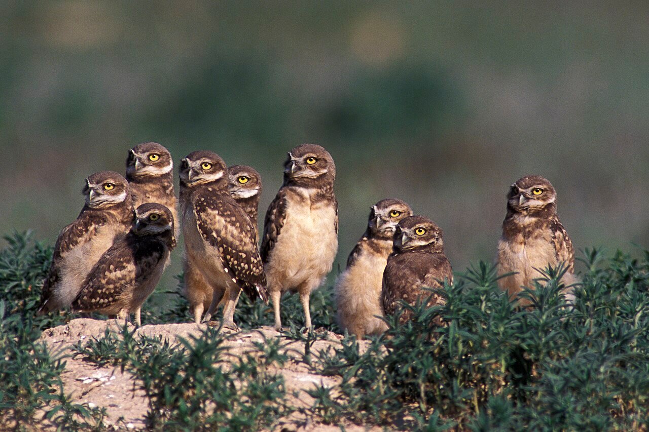 A row of young burrowing owls stands on a sandy mound among green plants, with speckled tan and white feathers and round, wide eyes, most of them facing the camera.