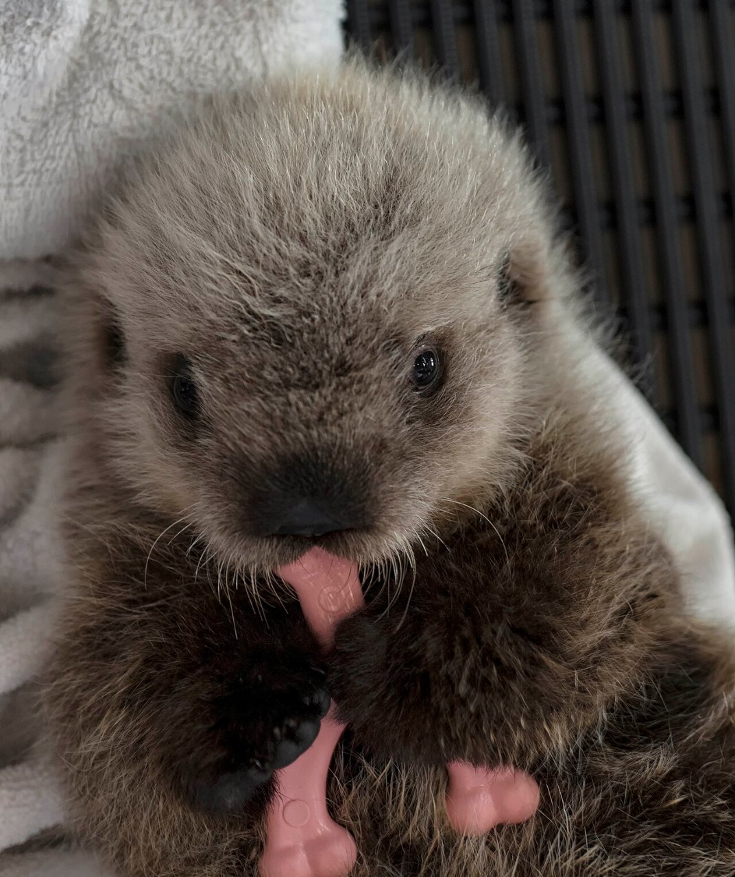 A fluffy gray-brown sea otter pup with dark eyes looks at the camera while chewing a pink bone-shaped toy held between its paws.