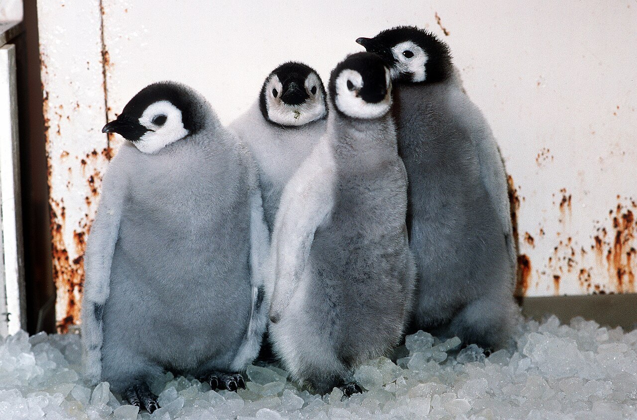 Four gray, downy emperor penguin chicks with black and white heads stand close together on crushed ice in front of a rust-streaked white wall.