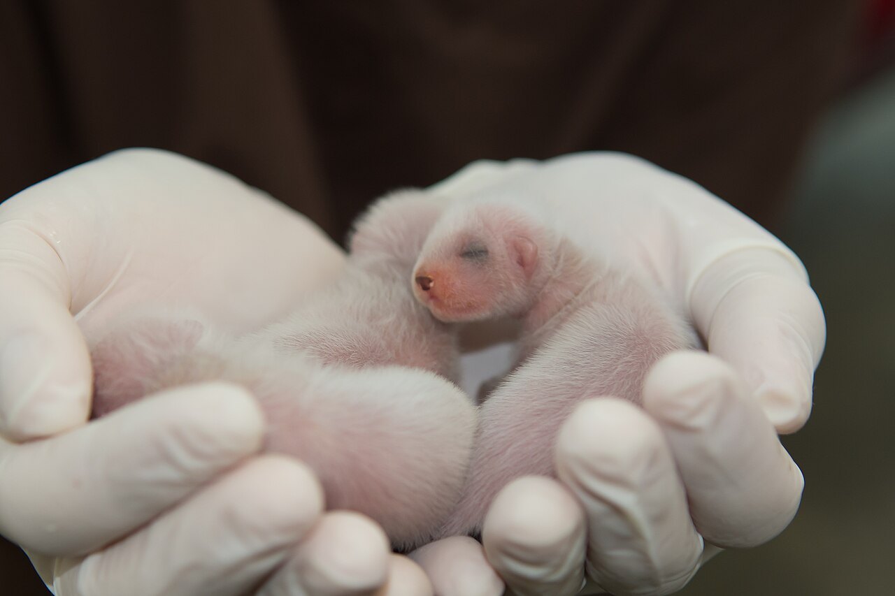 Two tiny pink newborn ferret kits with almost no fur lie in a pair of white-gloved hands.