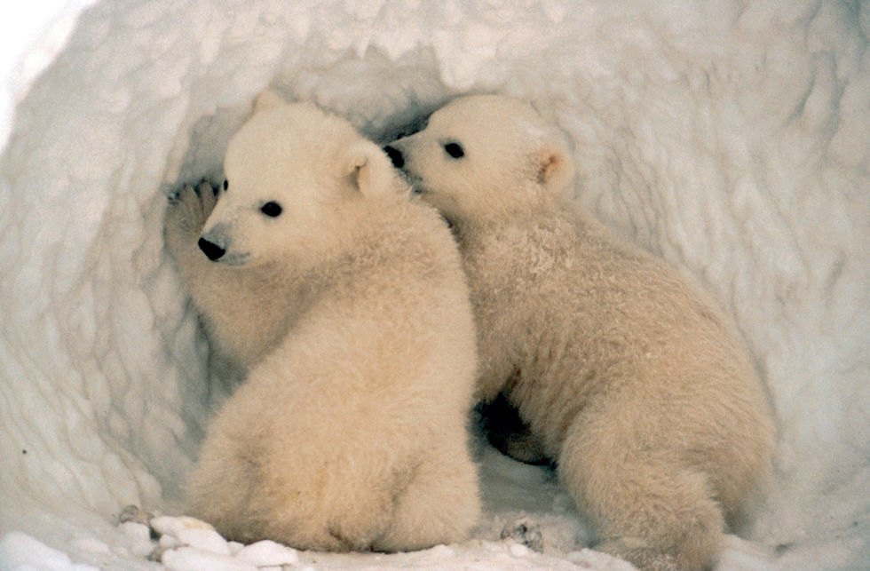 Two cream-colored polar bear cubs sit together inside a snow den, one looking toward the camera with a dark nose while the other presses against its side.