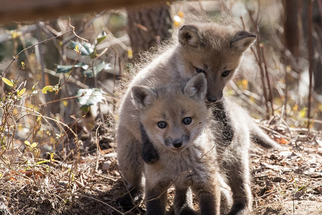 Two fluffy red fox kits with gray-brown fur and large ears stand among dry leaves and bare twigs, one leaning over the other, the front kit looking straight at the camera.