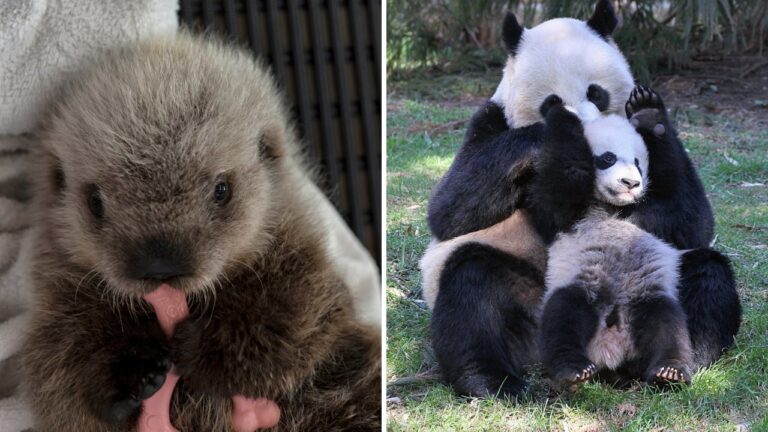 Split image: a fluffy sea otter pup chewing a pink toy on the left, and a giant panda cub in its mother’s arms on the right.