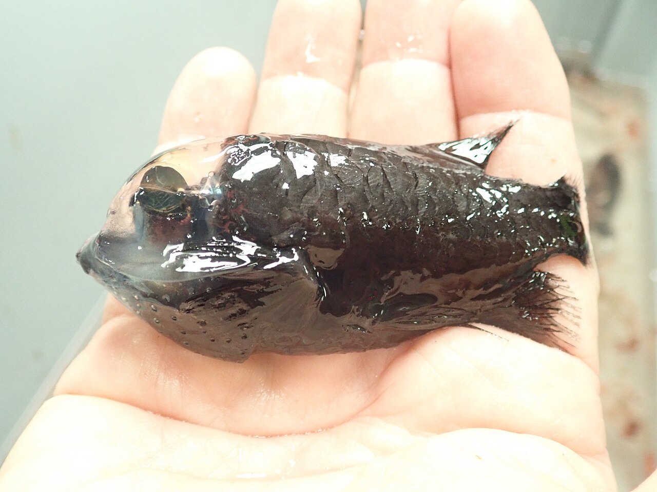 A small black fish with a clear, dome-shaped head lies in an open palm, its green eye visible inside the dome.