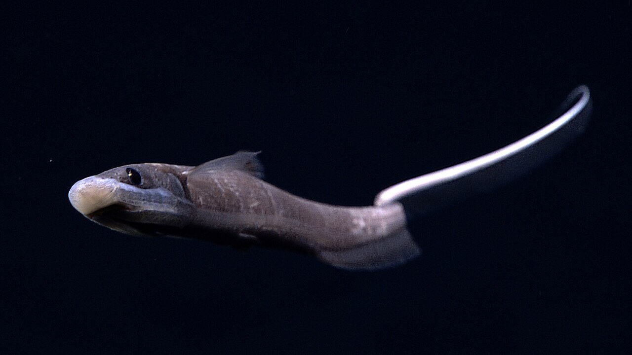 A dark, tadpole-shaped deep-sea fish with a large head and small eye hangs in black water, its long pale tail curling up behind it.