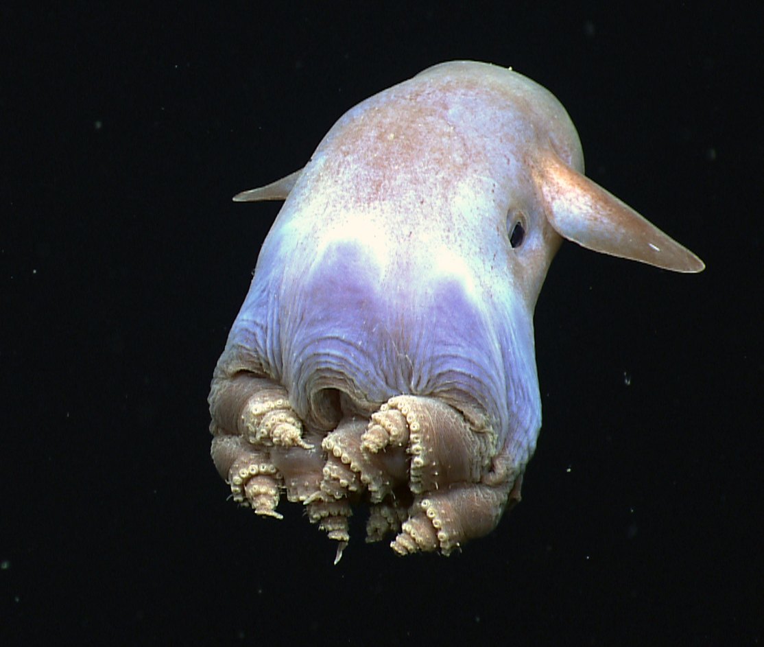 A pale lilac octopus with two ear-like fins on top of its rounded body drifts against black water, its arms coiled beneath it.