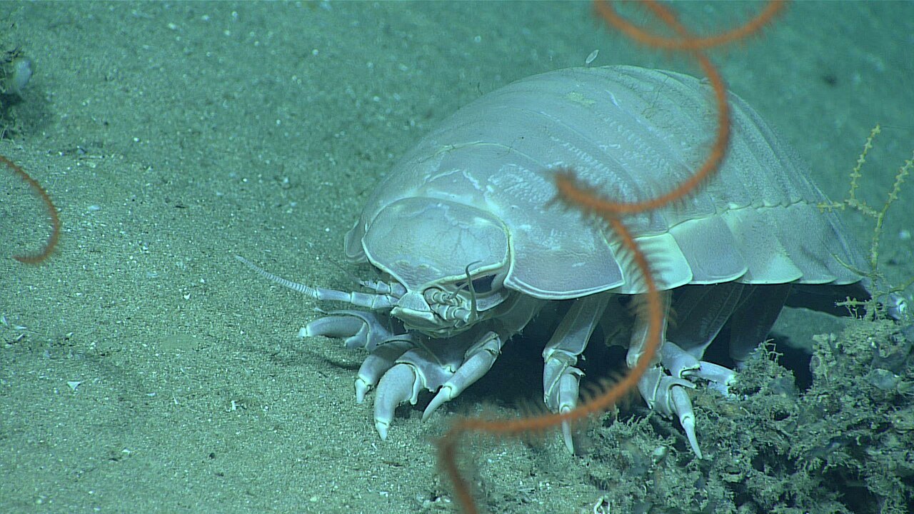 A pale, armored isopod with many jointed legs crawls across greenish seafloor sediment, a thin orange whip coral curling across the foreground.