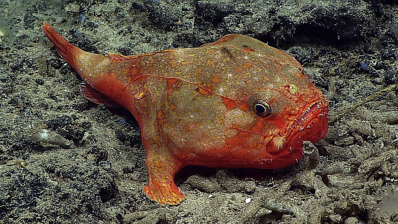 An orange-red fish with mottled, lumpy skin, a wide mouth and a large eye rests on gray seafloor sediment, propped up on its stiff fins with its tail curling up at the left.