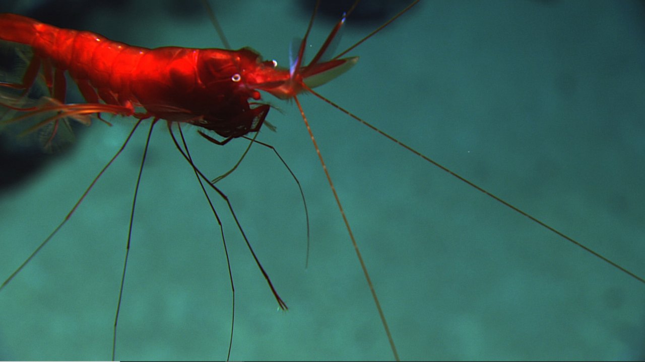 A bright red shrimp with long, thin antennae sweeps across the top of the frame against teal-green water, lit by the vehicle’s lights.