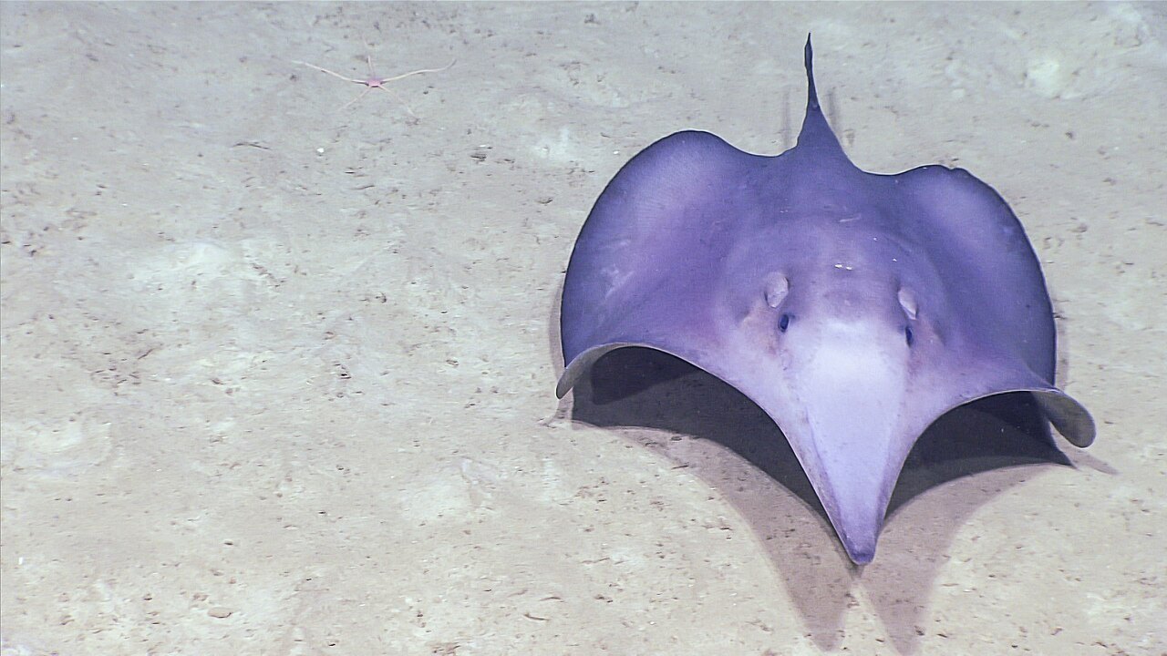 A lilac-colored stingray with broad, angular fins and a long pointed snout rests on pale sand, seen from the front.