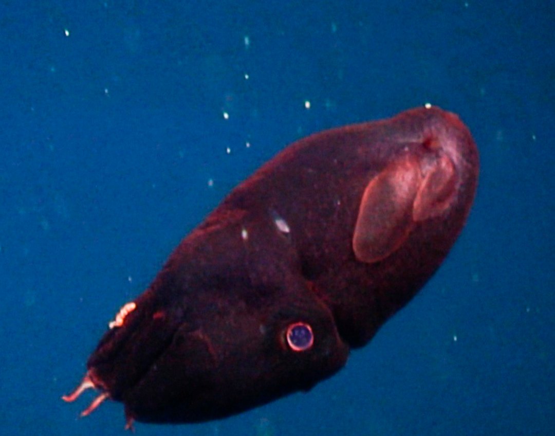A dark red juvenile squid with a round pale eye and a pink, ear-shaped fin floats in deep blue water, with white specks drifting around it.
