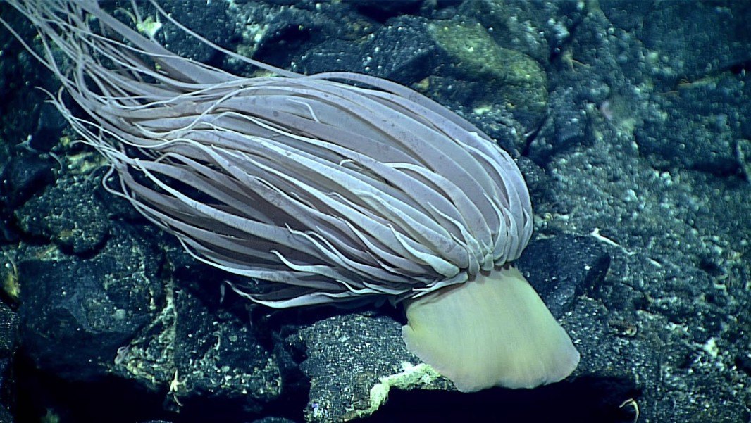 A giant anemone on dark rock, with a pink body, a mass of long pale tentacles streaming up and to the left, and a cream-colored base at the lower right.