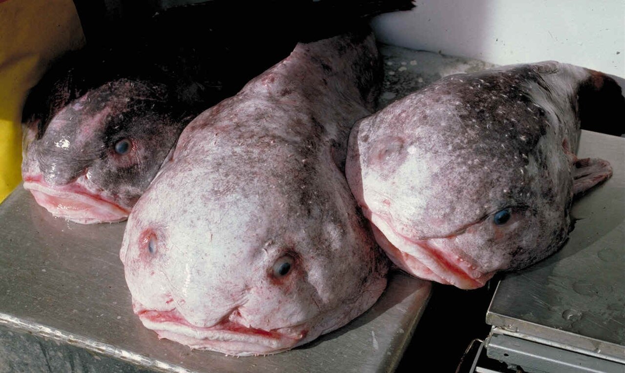 Three pink-gray fish with soft, droopy faces, small eyes and wide mouths lie side by side on a steel table, with a yellow glove at the left edge.