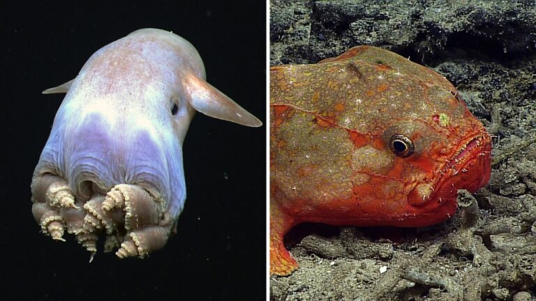 Split image: a pale dumbo octopus with ear-like fins drifting in black water on the left, and an orange-red deep-sea fish resting on the seafloor on the right.