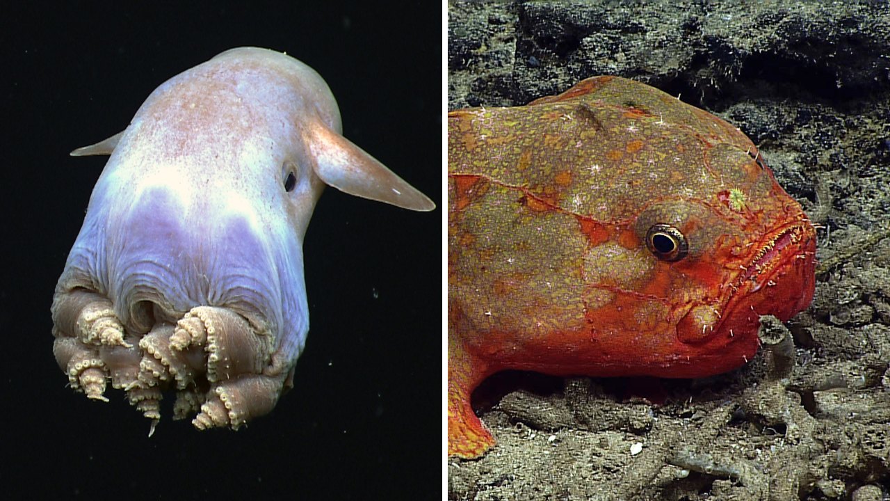Split image: a pale dumbo octopus with ear-like fins drifting in black water on the left, and an orange-red deep-sea fish resting on the seafloor on the right.