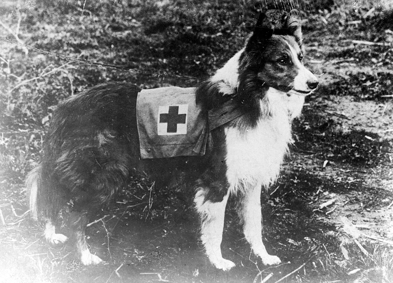 A black-and-white collie stands in profile on rough ground, wearing a light pack marked with a cross.