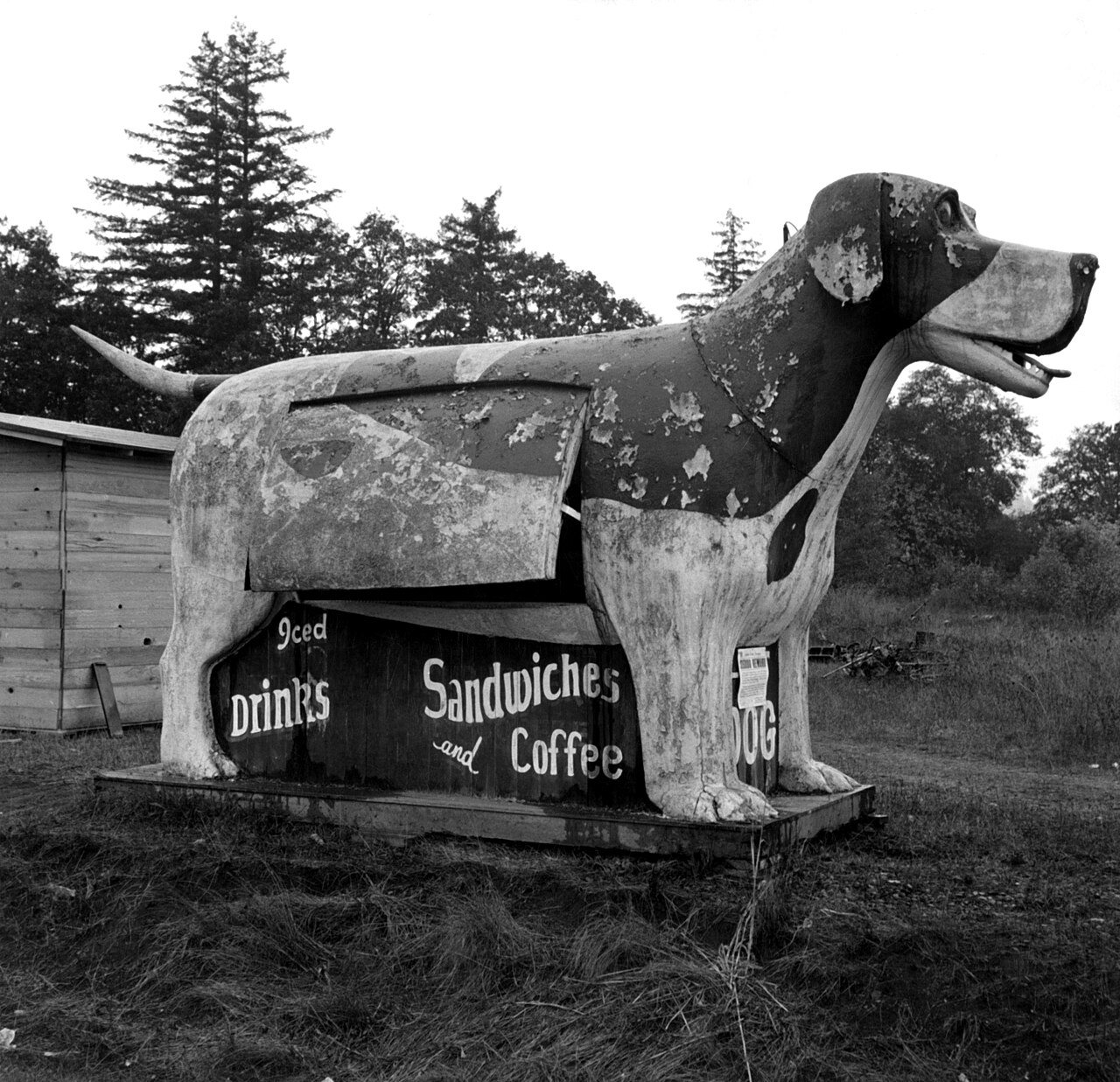A weathered roadside stand built in the shape of a giant hound, with a long snout, a floppy ear and an open mouth, and a sign for sandwiches and coffee, in front of evergreen trees.