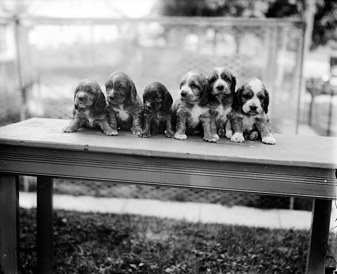 Six long-eared puppies sit shoulder to shoulder along the back of a wooden table in a yard.