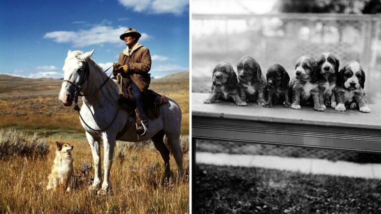 Split image: a shepherd on a gray horse with a small dog at its feet in tall golden grass under a blue sky on the left, and six long-eared puppies sitting in a row on a table in black and white on the right.
