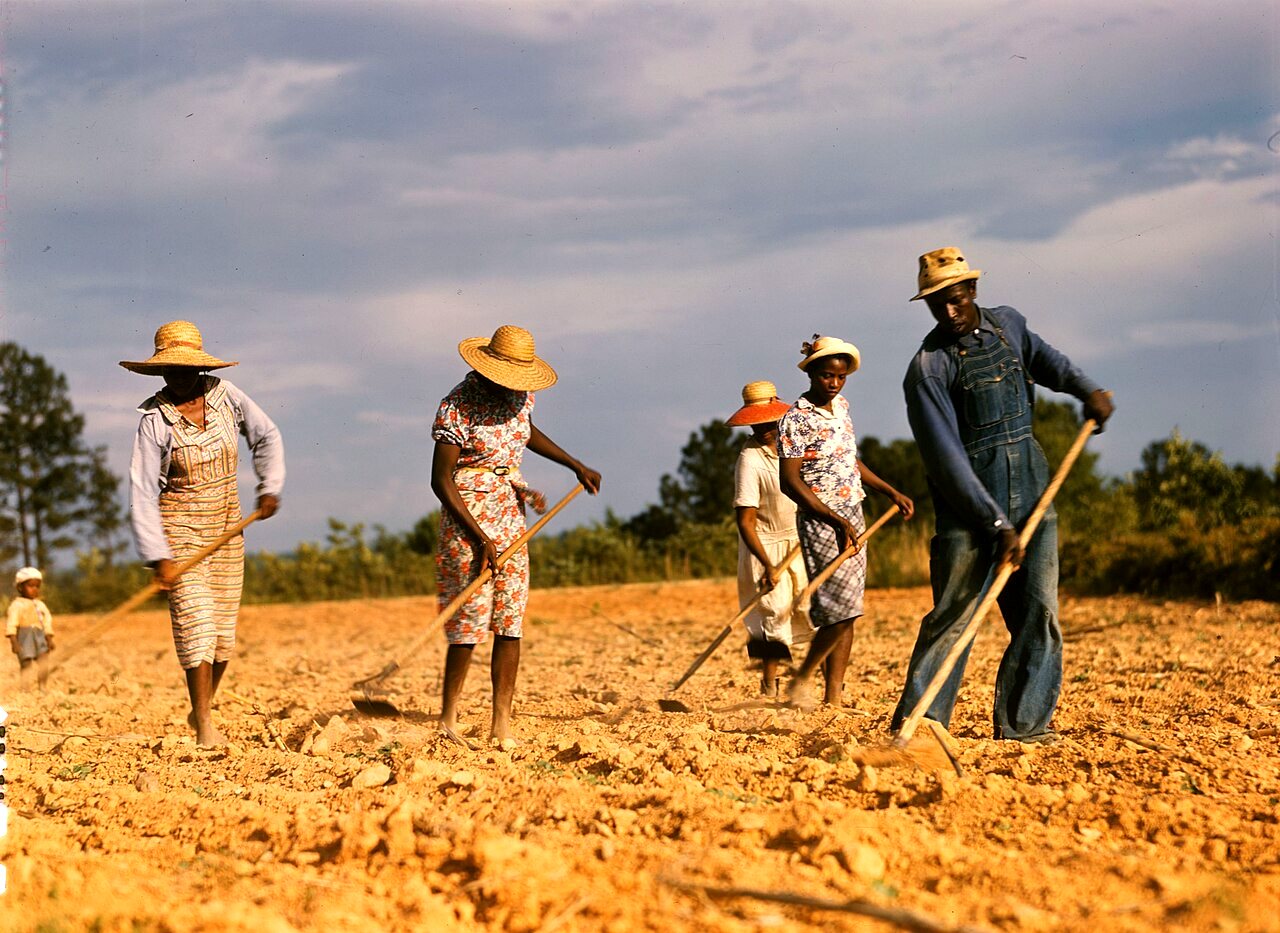 Five people in straw hats chop cotton with long hoes across a wide field of orange soil under a cloudy sky.