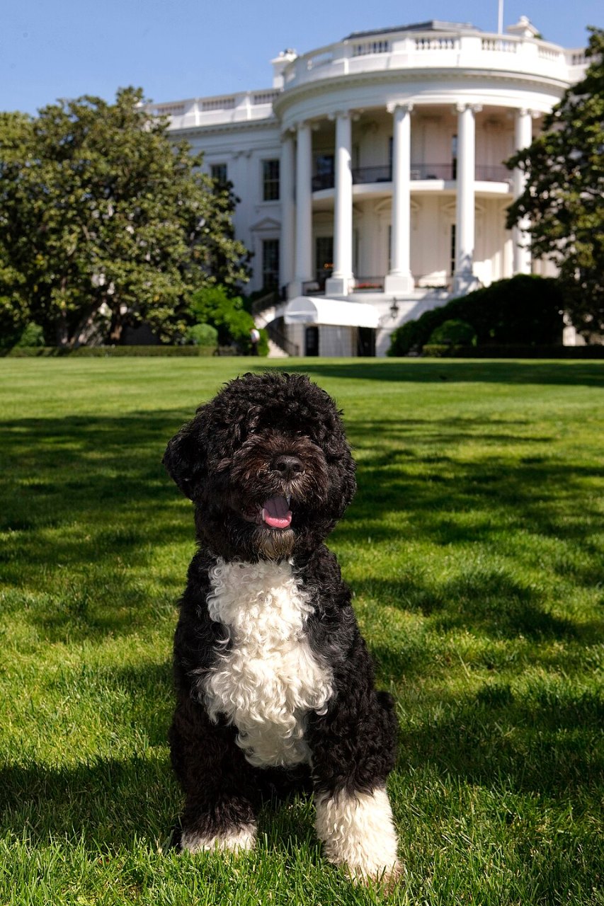 A black Portuguese water dog with a white chest and white paws sits on the South Lawn grass, with the White House and a large tree behind him.