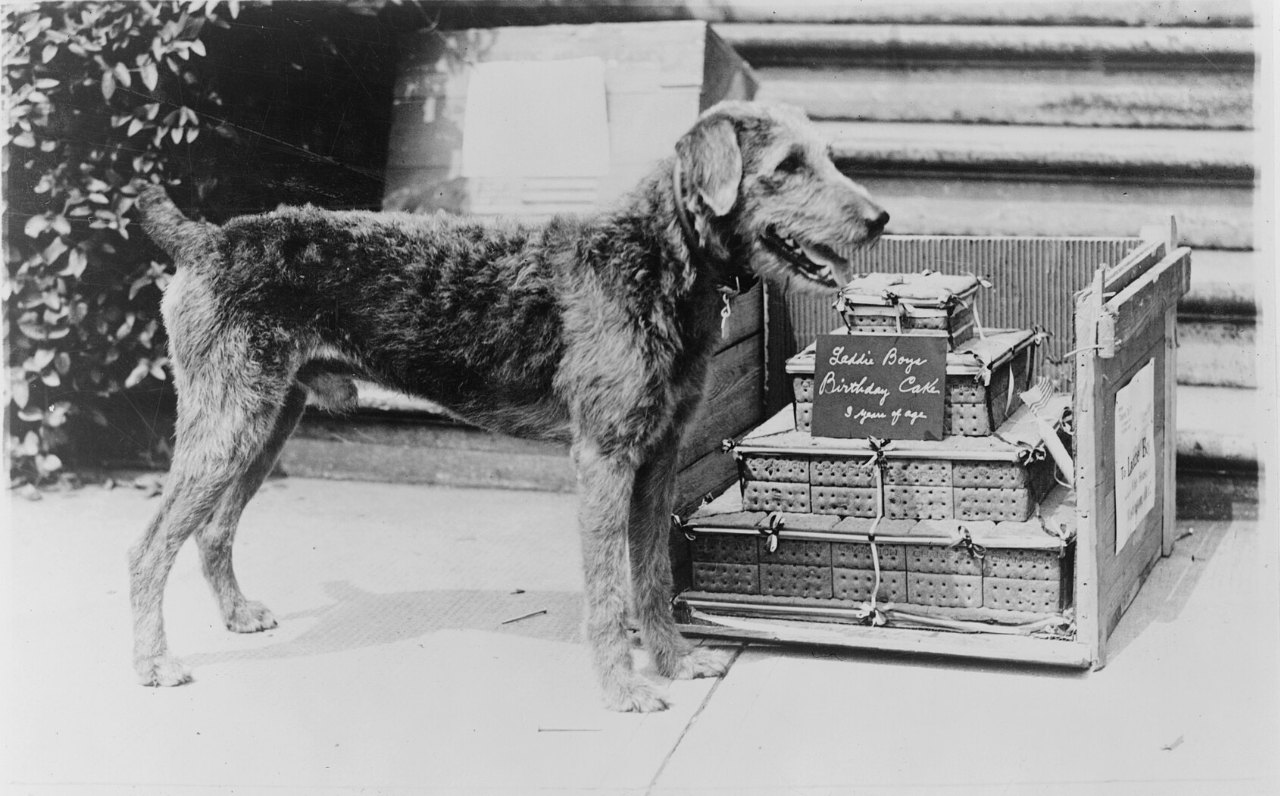 An Airedale terrier stands on a pavement beside a tall, three-tiered birthday cake on a wooden stand, with a hedge and stone steps behind them.