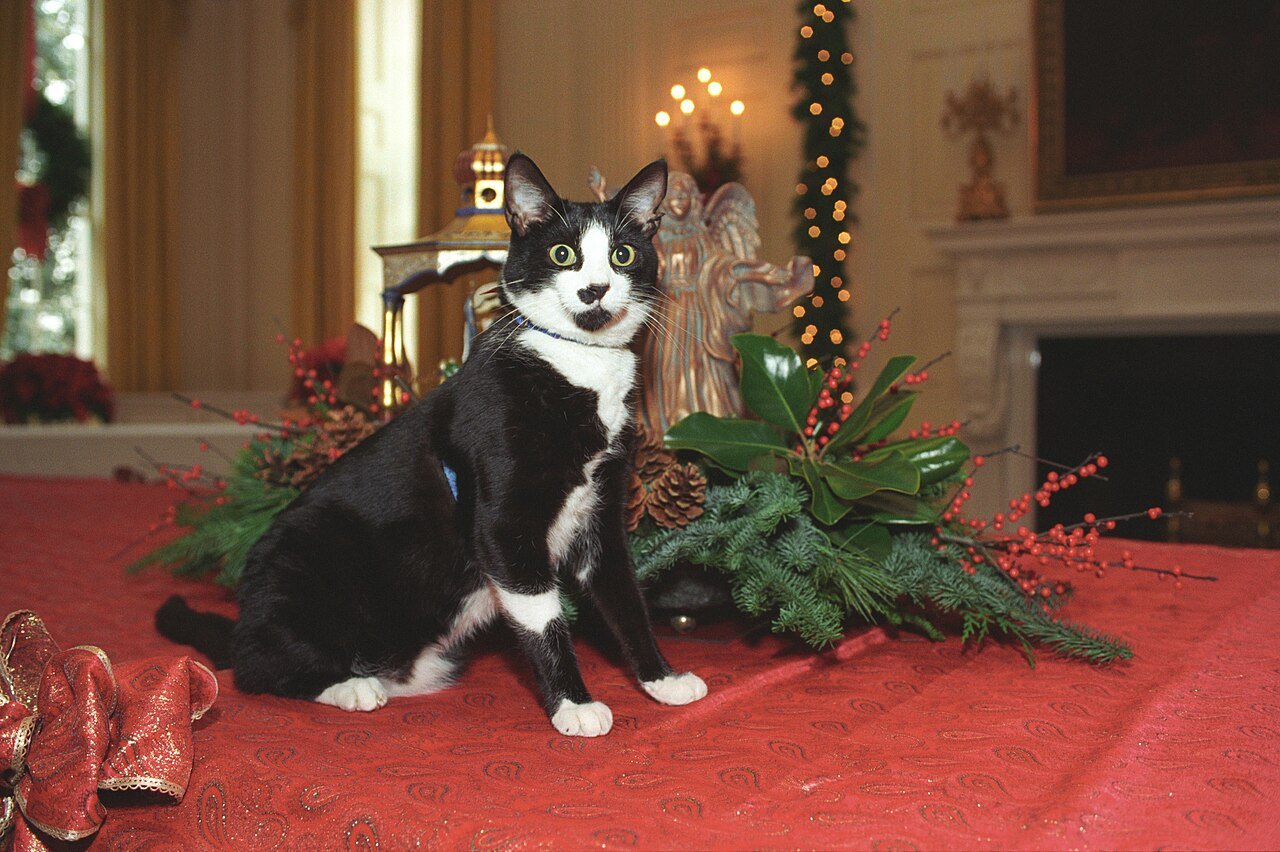 A black and white cat sits on a red rug in front of a fireplace, next to a Christmas garland and wrapped gifts.