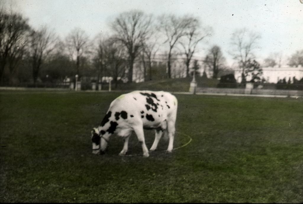 A black and white cow grazes on a wide lawn with bare trees and a large building in the haze behind her.