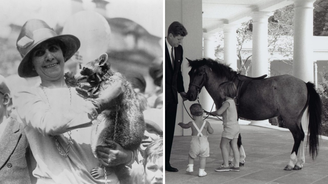 Split image: a woman in a wide-brimmed hat holding up a pet raccoon among children on the left, and President Kennedy with a pony and two small children on the right.