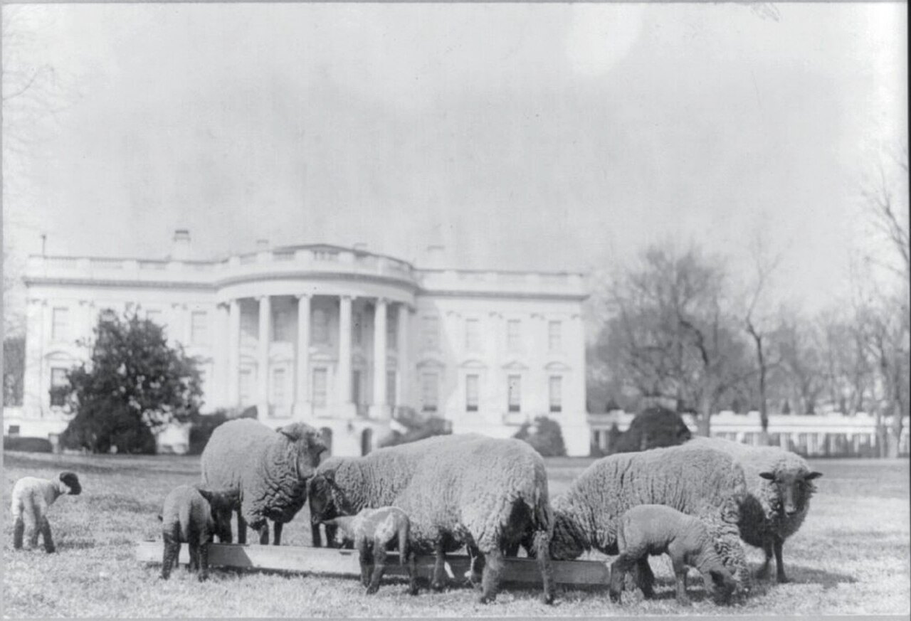 A flock of sheep graze on the lawn in front of the White House, with its white columns and trees in the haze behind them.