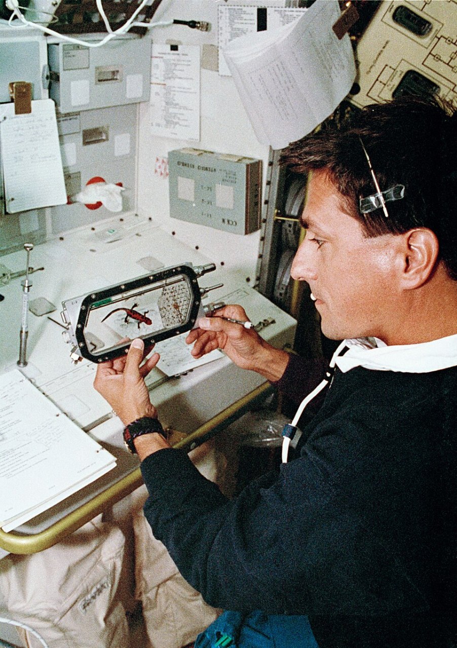 An astronaut in a navy sweater holds a small clear tray with a newt inside at a crowded laboratory workbench.