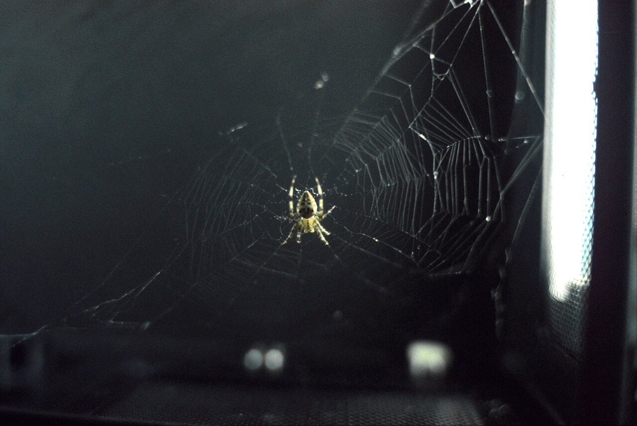 A small yellow and brown spider sits near the center of a round web strung across a dark enclosure.