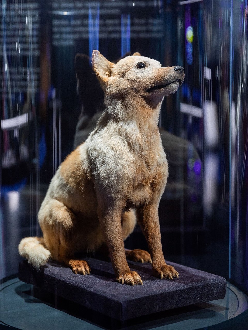 A preserved tan and white dog sits on a dark cushion inside a glass case with her head tilted back, looking up and to the left.