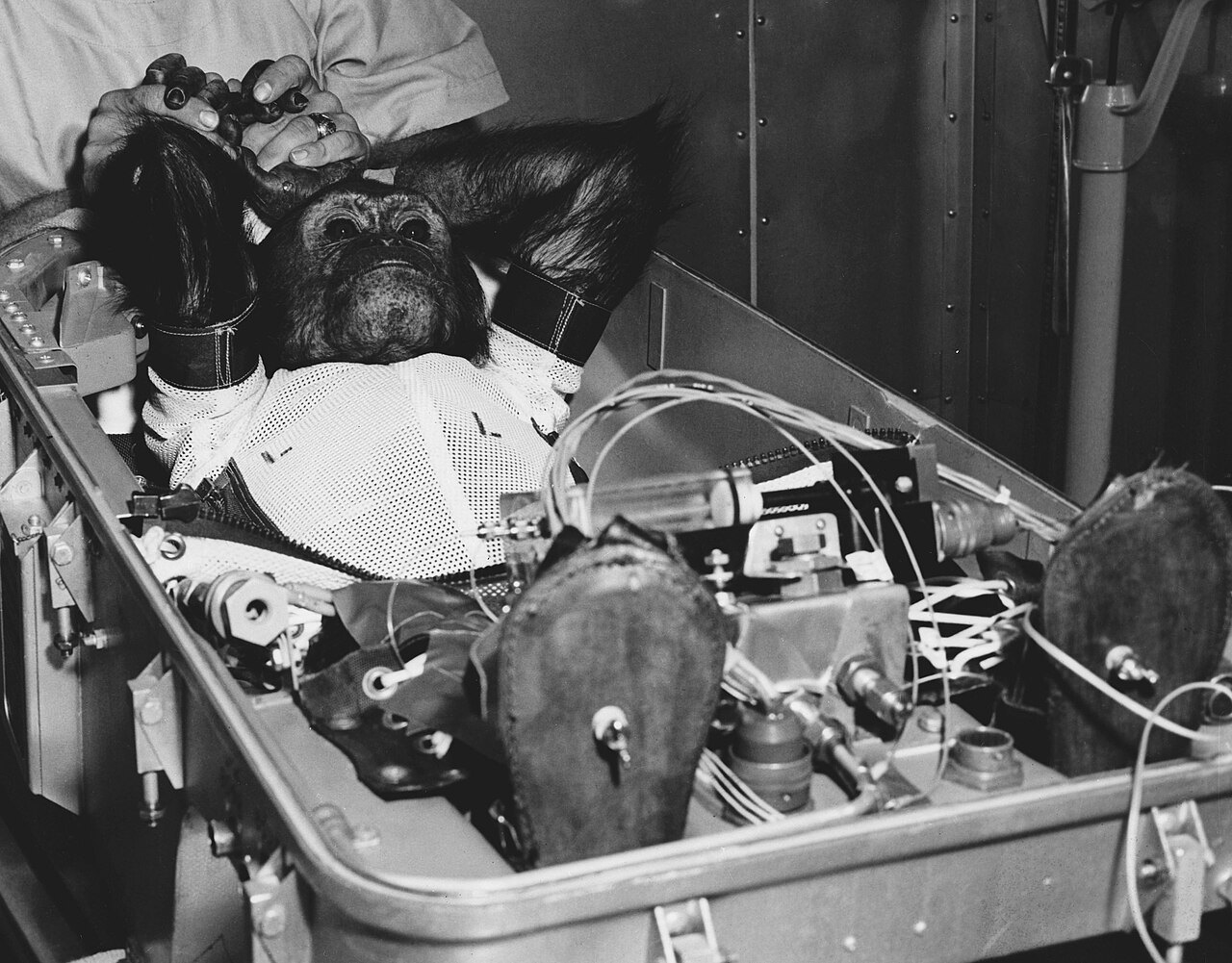 A chimpanzee in a space suit lies in a metal flight couch crowded with straps and equipment while a handler holds his hands.