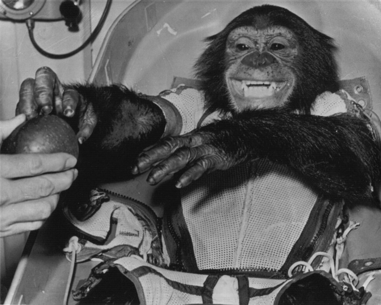 A chimpanzee in a white mesh flight suit grins from inside a cramped capsule couch, one long dark arm stretched out in front of him.