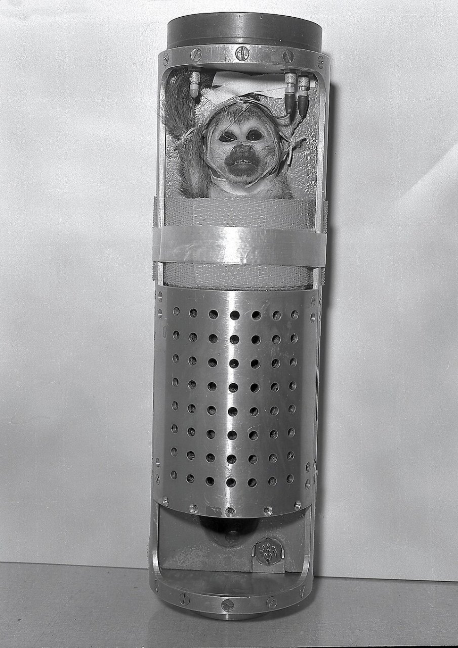 A squirrel monkey’s face looks out through a round window in the top of a tall metal cylinder with rows of small holes.