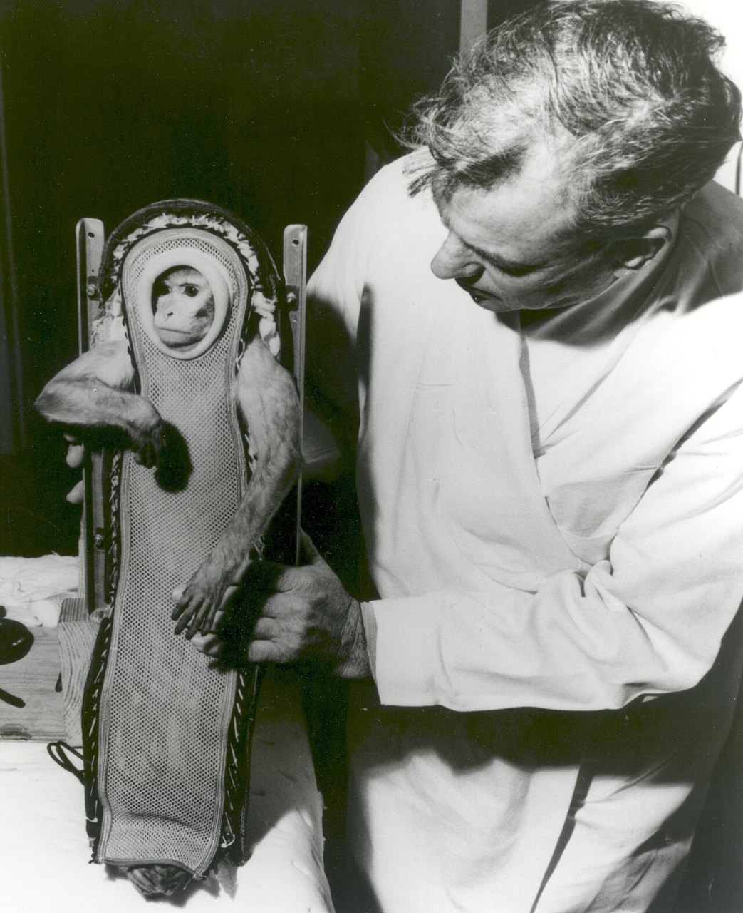 A man in a white lab coat bends over a small monkey strapped into a molded couch, the monkey’s face turned toward the camera.
