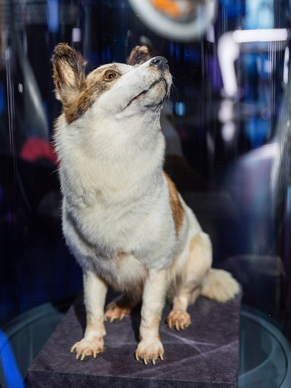 A preserved white dog with brown ears sits upright on a dark pedestal inside a glass case, her head raised and turned to the left.