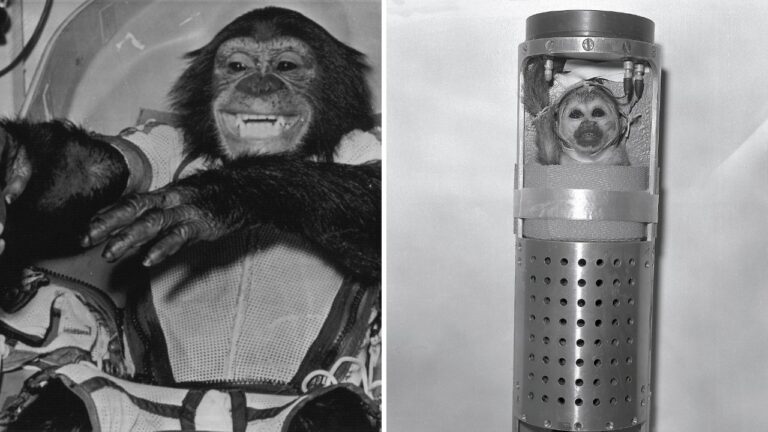 Split image: a grinning chimpanzee in a white mesh flight suit on the left and a squirrel monkey looking out of a round window in a tall metal cylinder on the right.