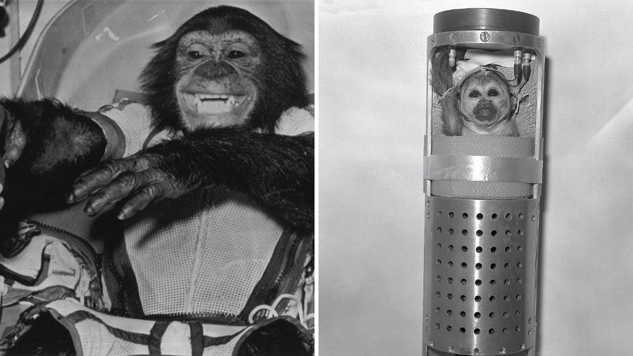Split image: a grinning chimpanzee in a white mesh flight suit on the left and a squirrel monkey looking out of a round window in a tall metal cylinder on the right.